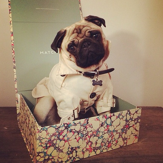 MATCHESFASHION's tweet photo. Keep up with the Fashion Pack. #MATCHESpooches in #MATCHESboxes: http://t.co/kvjwGC1ovz http://t.co/eJoqPjapk6