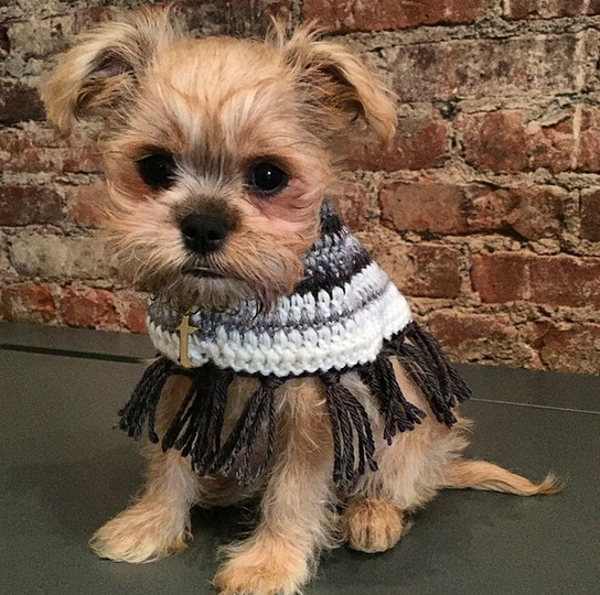 MATCHESFASHION's tweet photo. Keep up with the Fashion Pack. #MATCHESpooches in #MATCHESboxes: http://t.co/kvjwGC1ovz http://t.co/eJoqPjapk6
