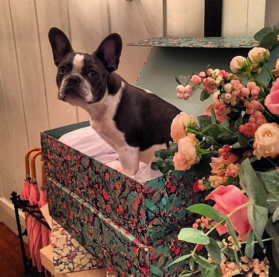 MATCHESFASHION's tweet photo. Keep up with the Fashion Pack. #MATCHESpooches in #MATCHESboxes: http://t.co/kvjwGC1ovz http://t.co/eJoqPjapk6