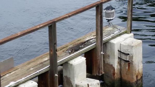 LennyMCT's tweet photo. I think I found #ideation2014 a mascot on the drawbridge by the Waterstone http://t.co/iaa6b2uTlE