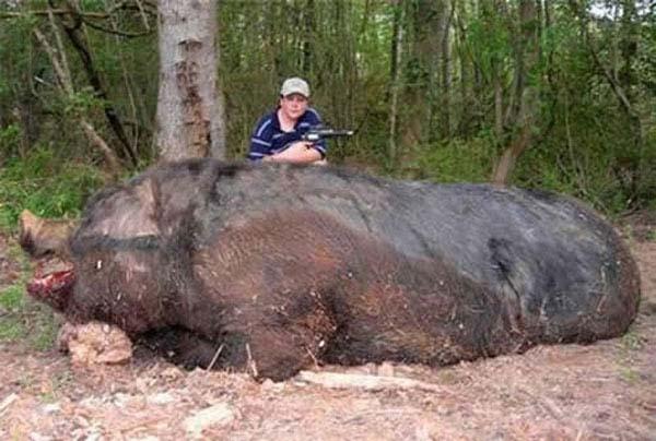 RecordAnimal's tweet photo. Este es el jabalí más grande jamás conocido, pesaba 476 Kg. http://t.co/8wpzCq3pej