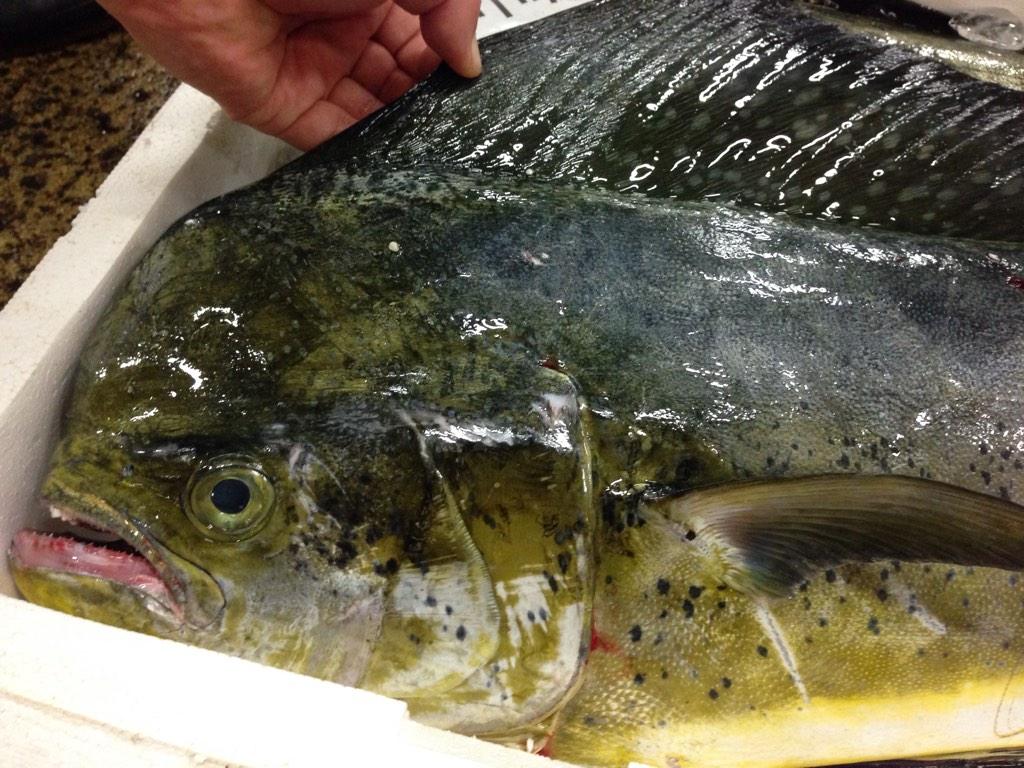 京都中央卸売市場 魚肴屋 だいしめ シイラです 漢字で鱪 皮が硬く 身が薄いことからイネの粃を思わせる 粃 しいな は身のないイネの籾 もみ この しいな が しいら って呼び名に 確かあんまり美味しくなかったような だからセリ落として