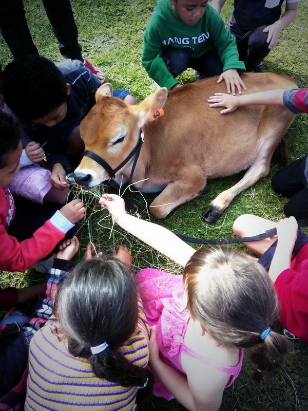 Fonterra's tweet photo. School kids checking out farmer @nzjuls 's cows. "What does she eat?" "What's her name?" #fonterramilkforschools http://t.co/Z8Mcaur7vY