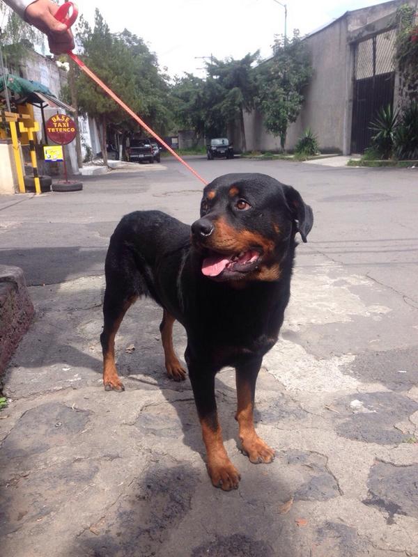 tec4_pets's tweet photo. Este perrito busca casa, tiene aprox 8 meses. Se entrega vacunado y esterilizado. 😊🐶❤️ #AdoptaUnaMascota #Ayuda http://t.co/2Oy2QJOnPA