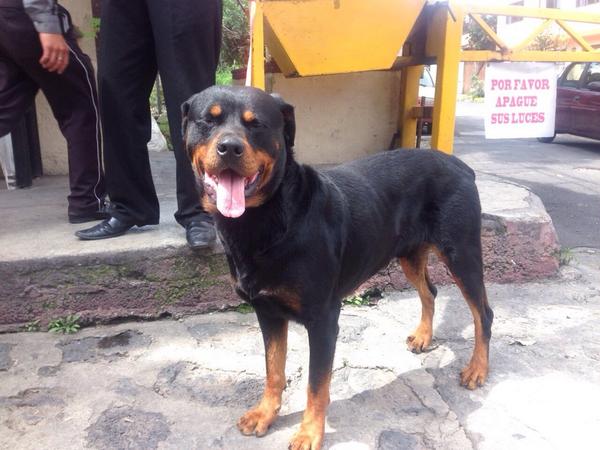 tec4_pets's tweet photo. Este perrito busca casa, tiene aprox 8 meses. Se entrega vacunado y esterilizado. 😊🐶❤️ #AdoptaUnaMascota #Ayuda http://t.co/2Oy2QJOnPA