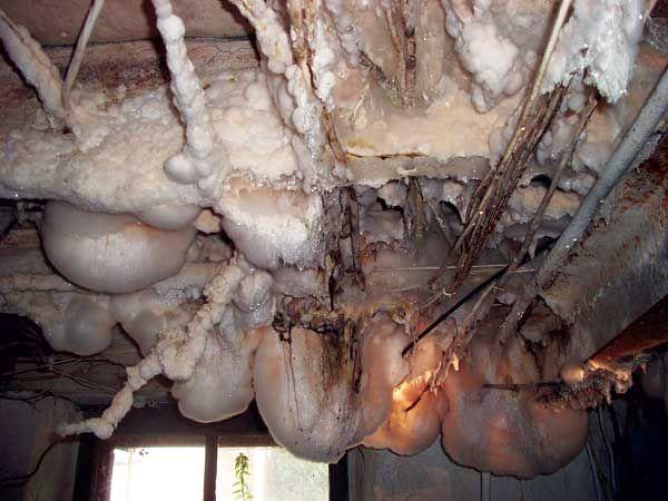 tallyinspector's tweet image. There’s just a slight #moldproblem in this home…. #moldremediation #homeinspector