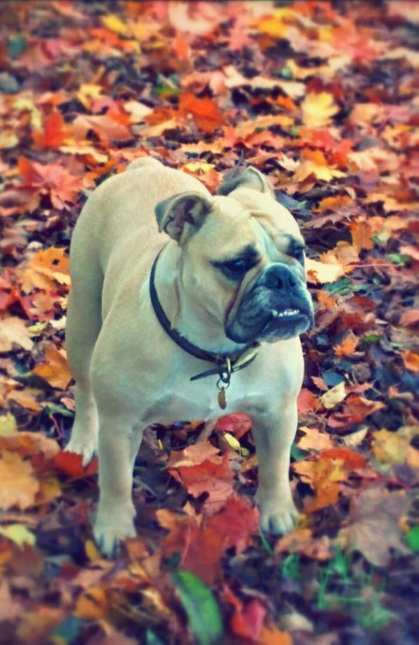 Lux in Autumn - I haven't posted a pic of Lux recently - but this one I really like :) ndx.io/1yZlKyY