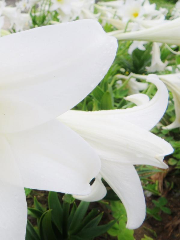 こころの中の、白い花。