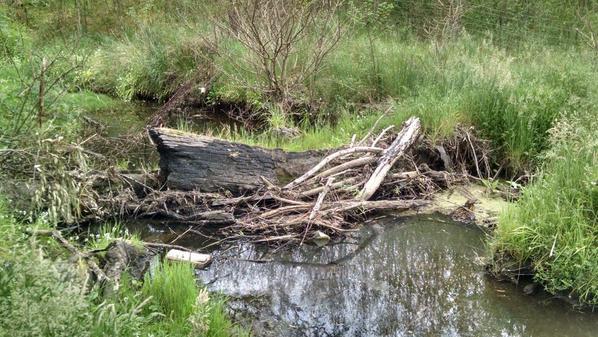 GerryLandcare's tweet photo. #UpperTorrens #landcare #riparian survey to protect #chainofponds #AWE engineers #AngasCreek #MountTorrens http://t.co/BB5nnntWTN