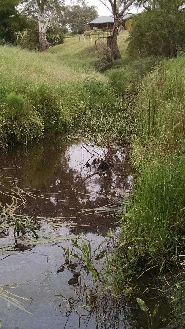 #UpperTorrens #landcare #riparian survey to protect #chainofponds #AWE engineers #AngasCreek #MountTorrens