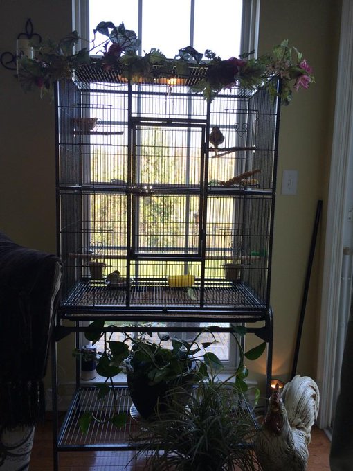 To many pets??? Lol my angel fish tank, my little pea puffer fish, my turtle,  my canary  and my puppies<a href="/tag/daddysprincess"class="tags"><span>#daddysprincess</span></a>