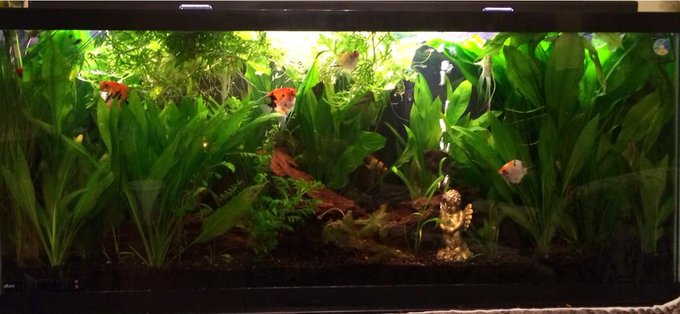 To many pets??? Lol my angel fish tank, my little pea puffer fish, my turtle,  my canary  and my puppies<a href="/tag/daddysprincess"class="tags"><span>#daddysprincess</span></a>