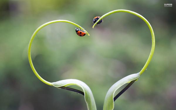 jehnbenoit's tweet photo. Love is our true essence. You can only feel love by expressing it.The more you give, the more your heart is filled. http://t.co/UefV1f5aeB