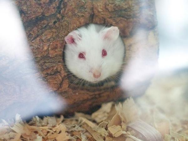 FriendsofNCSLA's tweet image. Peek-A-Boo! We've got hamsters! on.fb.me/1thfyPn