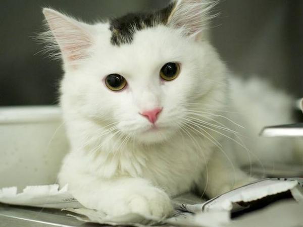 FriendsofNCSLA's tweet image. A1514323 GALA Cute as heck. Affectionate. Loves people. #adopt on.fb.me/1tdcRj9