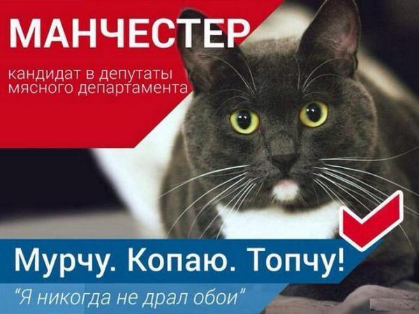 cats_land's tweet photo. Все на выборы!
#котики #котэ #кот http://t.co/dqimVVPVB8