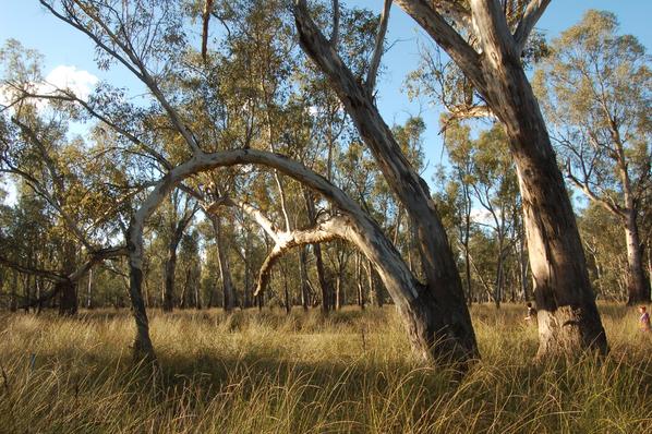 Vic Govt has pulled out of a controvercial logging trial in the Barmah national park. What next <a href="/RobStokesMP/">Rob Stokes MP</a>?
