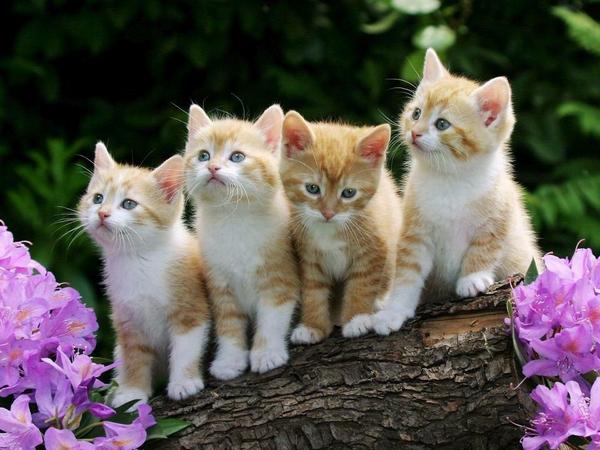 木の上に並ぶ子猫たち   #猫画像