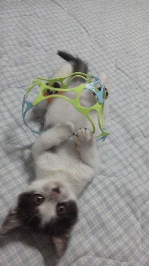 絡まっちゃった…   #猫画像