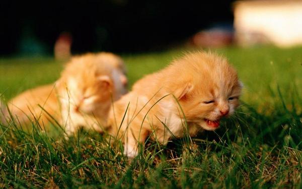 ニャ～…   #猫画像