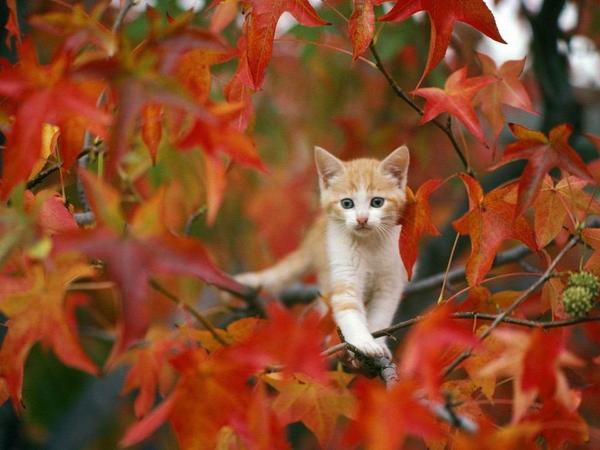 もみじと子猫   #猫画像