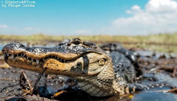 GFLSCI's tweet photo. Hello my Love! #Gator #CloseUp #LoveFl @ShareALittleSun @AvniParekh @MyFWC http://t.co/tqSg5DiHcn