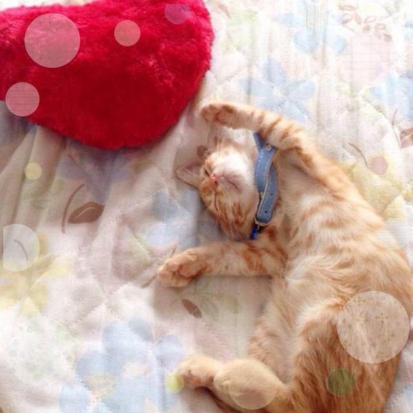 変な体勢で寝てる  #猫画像