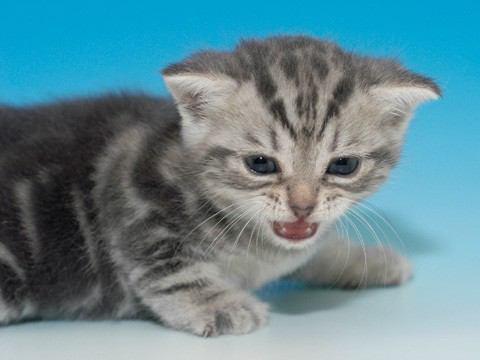 寝起き?!  #猫画像