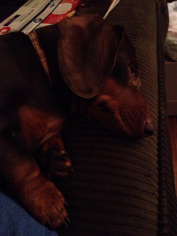 abby_dragoo's tweet photo. 💜 My little sleepy friend 💜 http://t.co/bHABD77M47