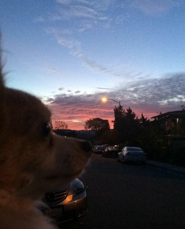 ssshiesty's tweet photo. She thought the sunset was pretty, but thought she was prettier http://t.co/IfOFAHMU0j