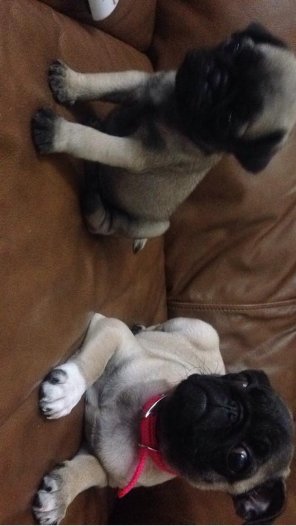 andreinaav's tweet photo. Mis 2 bellas nietas❤️!!!! http://t.co/v0AYAGmrB8