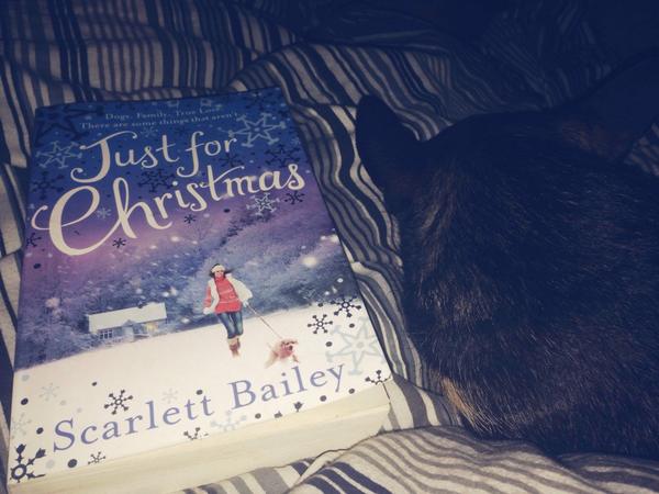 Sonnvik's tweet image. Painsomnia comfort: #christmaslit #chihuahuas #happyplans ....#spoonieproblems