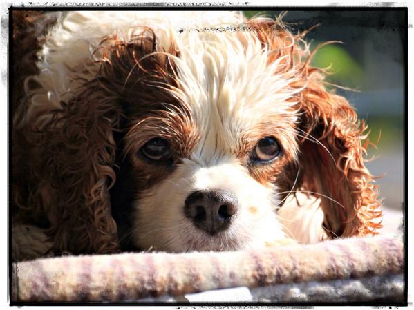 One of our pet shots.