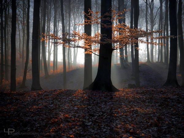 Gabriele_Corno's tweet photo. Fall Light..... by Leszek Paradowski http://t.co/Bqsf4X4PFI