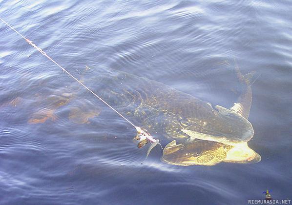 pikekingeu's tweet photo. Once again. Big baits, big pikes. #livebait http://t.co/Zq2vw9pHaH