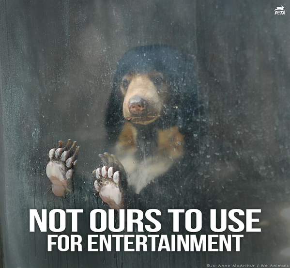 peta's tweet photo. ICYMI: Bear BIT OFF arm of boy at zoo: http://t.co/hCtvKHHetO 

RT if u know bears belong in the WILD! #BoycottTheZoo http://t.co/DNkbLbu3Kd