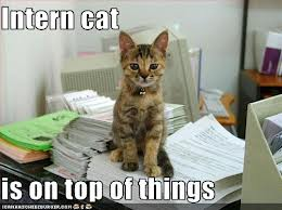 Greenpeace's tweet photo. Like cats? Apply here: http://t.co/lYWE3Wa6RX #internship http://t.co/iUrA9VfRRR