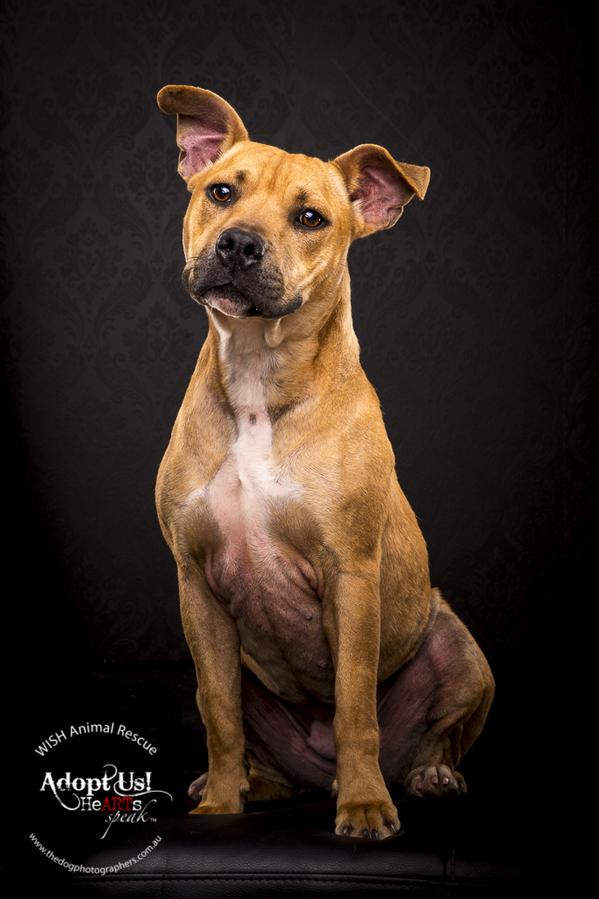 TheDogPhotog's tweet photo. The very sweet Marley. http://t.co/MM2vHEfUTU