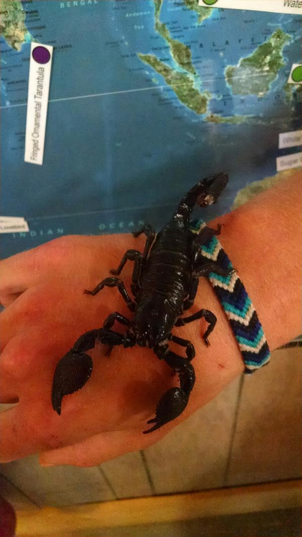 AnimalEmbassy's tweet image. Jenn w/Gr. 3 @HartfordPerform. Leaning about #adaptations &amp;amp; sculpting a likeness. #EmperorScorpion  #Sulcatatortoise