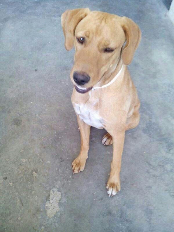 #LAIKA es noble, cariñosa, le encanta jugar a la pelota, genial con gatos, ¿Se puede ser mas guapa?