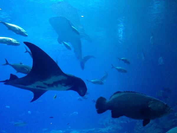 ashleybaber's tweet photo. Lovely evening @GeorgiaAquarium tasting @WolfgangBuzz's new Fall menu! The aquarium has such unique event spaces. http://t.co/v9hQ9YtLsJ