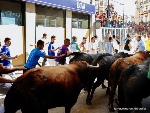 CdEncierros's tweet photo. Encierro de la Fira d' Onda con toros de Benavent http://t.co/VVx2bWKcJ8