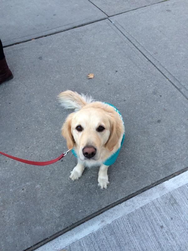 Come see Team Robinson at Yonge and Lawrence on your way to work this morning! The #JayeDogs are here!