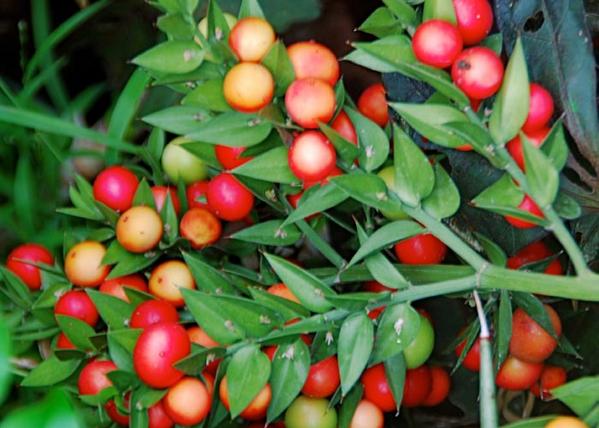 Plantas Medicinales على تويتر: "La escoba de carnicero es una ...