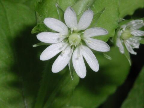 最速 ハコベ 離弁花