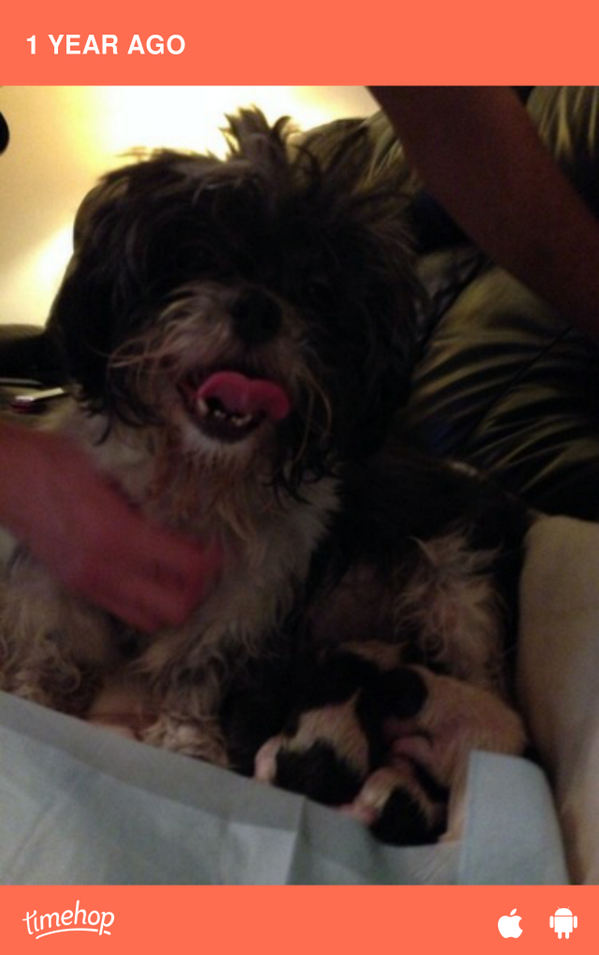 keevo15's tweet photo. This day last week cici wasn having the easiest of days 🐶🐶🐶🐶🐶 http://t.co/fDJDVcG8ro http://t.co/G2pNS0K6dj
