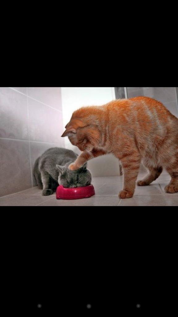 いじめやーんこれ！
#ネタ