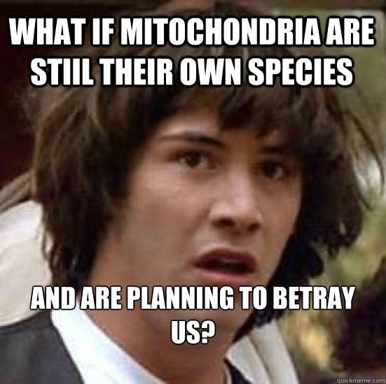 MITOCHONDRIA2ap's tweet photo. @CHLOROPLAST2ap @organellebattle Let's leave these peasants. Let's see if they can survive without us... #powerhouses http://t.co/AeCFSf3HuG