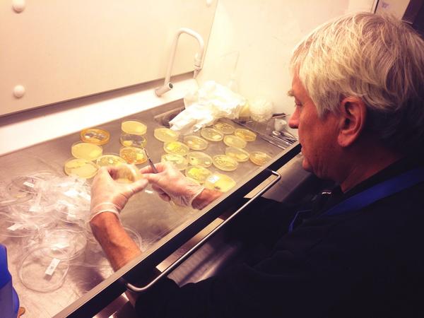 musgoggles's tweet photo. @MrMuseIon is mass-killing bacteria-culture from culture-night #medmus #diegerms http://t.co/9oGHl9Olrk
