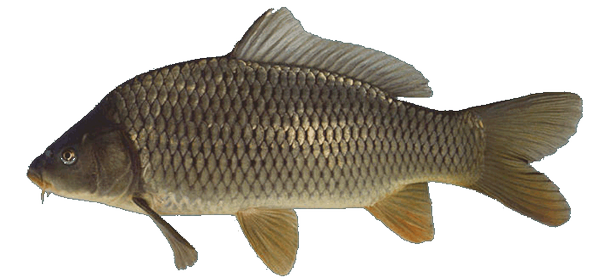 CommunityXavier's tweet image. Viss :)